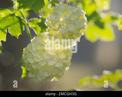 Teste di fiori pesanti del cespuglio di palle di neve (Opulus di viburnum) appesi al sole di sera. Foto Stock