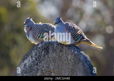 Un paio di piccioni crestati australiani (Ocyphaps lophotes) arroccati insieme Foto Stock