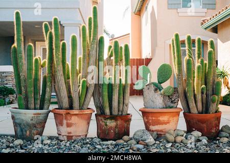 Piante alte di cactus in vasi di fiori di terracotta in ceramica primo piano nel giardino. Pianta decorativa, vari cactus all'aperto Foto Stock