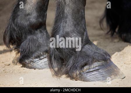 Unshod zoccoli, pascoli e fetlock congiunti sulla gamba anteriore di un cavallo Brabant. primo piano. Alberta, Canada Foto Stock