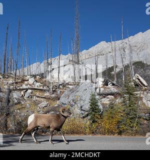 Montone di pecore delle montagne rocciose selvatiche che cammina lungo la strada accanto alla foresta bruciata nel Jasper National Park, Alberta, Canada. Ovis canadensis. Foto Stock