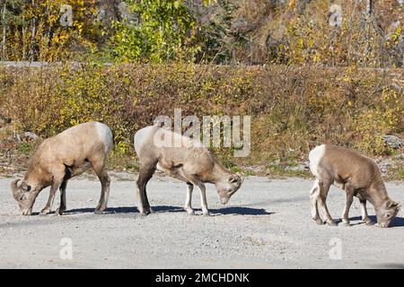 Bighorn pecore pecore pecore e agnello leccare sale dal suolo su una strada di ghiaia nel Jasper National Park, Alberta, Canada. Ovis canadensis. Foto Stock