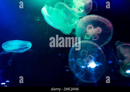 Primo piano di Sea Moon meduse blu traslucido di colore chiaro e sfondo scuro. Aurelia aurita nuoto sott'acqua scatti scintillanti meduse in movimento in w Foto Stock