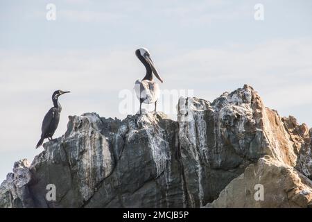 Pellicani marroni e cormorani si radunano su rocce specifiche lungo il porto di Avalon, Catalina Island, Los Angeles County, California, USA Foto Stock