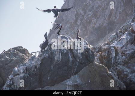 Pellicani marroni e cormorani si radunano su rocce specifiche lungo il porto di Avalon, Catalina Island, Los Angeles County, California, USA Foto Stock