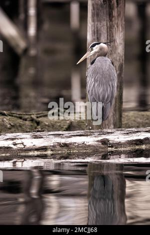 Un grande Heron blu in piedi su un ceppo mentre si guarda intorno, Cowichan Bay, British Columbia, Canada Foto Stock
