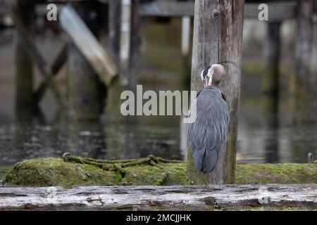 Great Blue Heron predicando e pulendo le sue piume mentre si trova su un tronco, Cowichan Bay, British Columbia, Canada Foto Stock