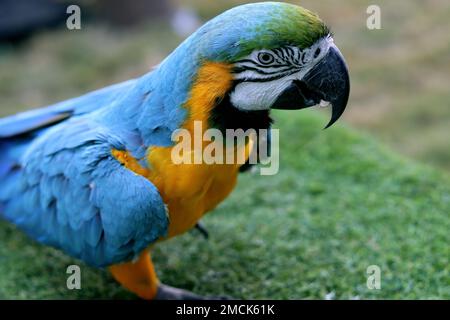 Macaw blu e giallo Grande pappagallo sudamericano con la maggior parte delle specie MACAW. Primo piano di pappagallo di Macaw. Foto Stock