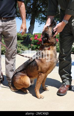 Recentemente ritirato Military Working Dog Rex è stato premiato oggi con la Navy and Marine Corps Achievement Medal in una cerimonia tenutasi a bordo di NAS Lemoore. Il premio è stato consegnato dal comandante NAS Lemoore CAPT Douglas M. Peterson. Rex è stato assegnato al distaccamento di sicurezza NAS Lemoore dal novembre 2018 al gennaio 2022, e durante quel periodo, ha ispezionato più di 12.000 veicoli, 850 edifici, 676 magazzini e 125 hangar. È stato anche selezionato a mano per servire e proteggere in 15 Stati Uniti Missioni di Servizio segreto per il Presidente e Vice Presidente degli Stati Uniti. Bravo Zulu per un lavoro ben fatto Foto Stock