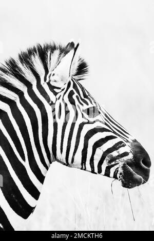 Primo piano verticale della testa di una zebra scattata in scala di grigi Foto Stock