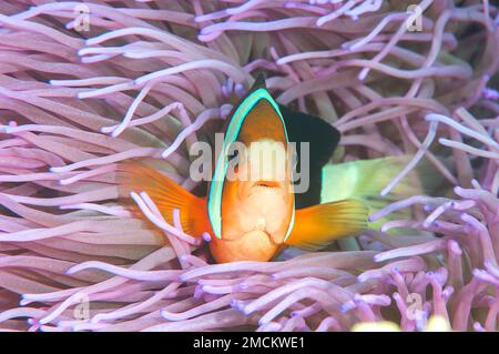 Anemonefish di Clark (Amphiprion clarkii) tra anemone - tentacoli, Bali, Indonesia Foto Stock