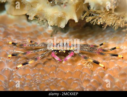 Granchio di roccia piatta, Percnon planissimum poggia sul corallo di Bali Foto Stock