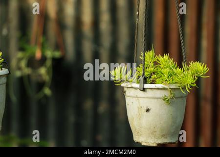 Angelina Sedum Stonecrop : terreno coperto viti, oro Moss Sedum fondo coperto. Foto Stock