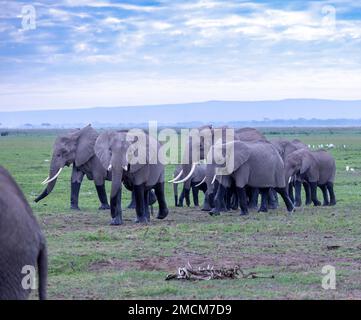 Mandria di elefanti africani di cespuglio (Loxodonta africana), Parco Nazionale di Amboseli. Kenya, in posa per carcassa di animali uccisi dalla siccità nel 2022 Foto Stock