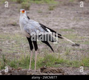 L'uccello della segretaria o uccello della segretaria (Sagittarius serpentarius), parco nazionale di Amboseli, Kenia, Africa Foto Stock