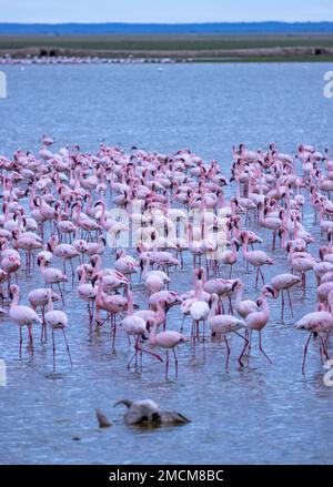 Fenicotteri maggiori con cranio di animale morto in primo piano, Parco Nazionale di Amboseli, Kenya Foto Stock