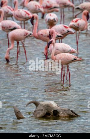 Fenicotteri maggiori con cranio di animale morto in primo piano, Parco Nazionale di Amboseli, Kenya Foto Stock