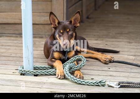 Giovane cane Kelpie australiano rosso e marrone, sdraiato con le orecchie pricked, guardando la macchina fotografica. Foto Stock
