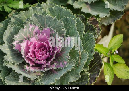 cavolo viola decorativo. fiorisce molto splendidamente in autunno e adorna aiuole di fiori. Brassica oleracea Foto Stock