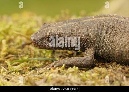 Dettaglio primo piano su una femmina terrestre gravida italiana crestata, Trirurus carnifex su muschio secco Foto Stock