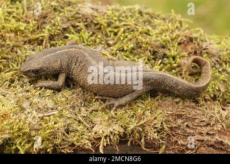 Dettaglio primo piano su una femmina terrestre gravida italiana crestata, Trirurus carnifex su muschio secco Foto Stock