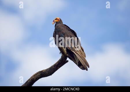 Vulture a testa gialla minore (Cathartes burrovianus), arroccato nel yop di un albero morto, Pouso Alegre, Mato Grosso, Brasile. Foto Stock