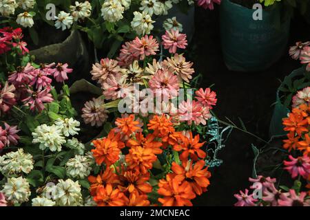 Fiori zinnia elegans. Colore natura sfondo. Foto Stock