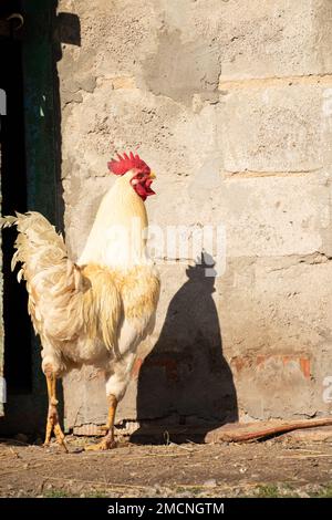 Gallo e galline in un villaggio in Ucraina al sole nel giardino, pollame, gallo Foto Stock