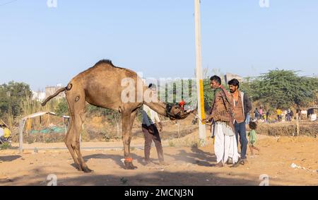 Pushkar Fair, Ritratto di un commerciante di cammelli in abiti etnici che ispeziona il cammello per il commercio insieme al gruppo in fiera durante la fiera. Foto Stock