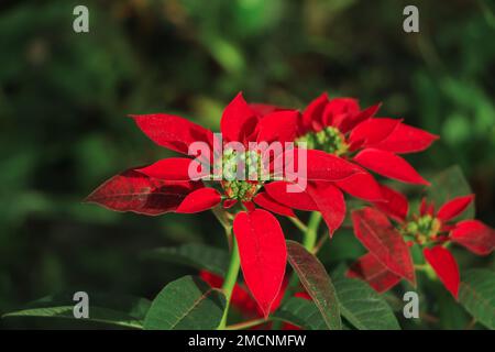 Poinsettia piante in fiore utilizzato come tradizionali decorazioni di Natale Foto Stock