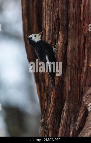 Primo piano di un picchio dalla testa bianca seduto su un tronco d'albero nella valle dello Yosemite. Parco nazionale di Yosemite, California. Foto Stock