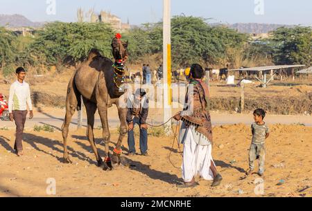 Pushkar Fair, Ritratto di un commerciante di cammelli in abiti etnici che ispeziona il cammello per il commercio insieme al gruppo in fiera durante la fiera. Foto Stock
