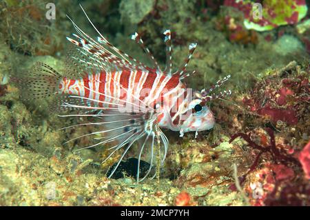 Pesce leone rosso, Pterois Volitans nuota sulla barriera corallina di Bali Foto Stock