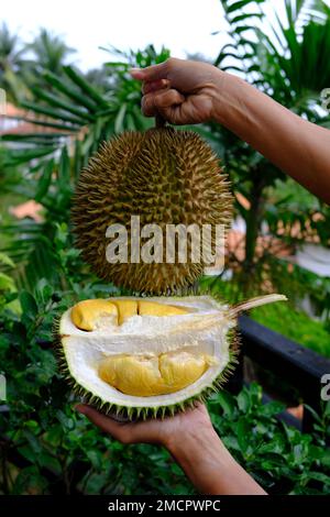 Indonesia Batam - taglio Durian rivelando la sua polpa Foto Stock