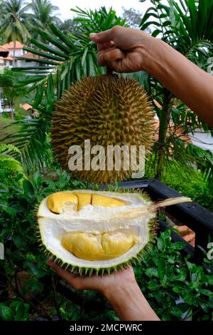 Indonesia Batam - taglio Durian rivelando la sua polpa Foto Stock