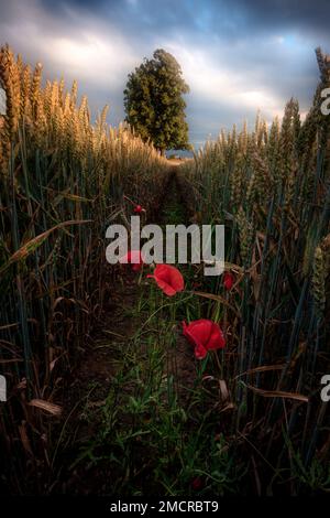 Papaveri che crescono tra grano Foto Stock