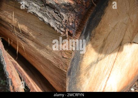 Un ceppo del tronco di un vecchio grande albero illuminato dal sole. Gli anelli perenni sono chiaramente visibili sulla superficie tagliata in legno. Foto Stock
