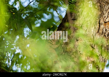 Un giovane monitor dell'acqua del Nilo che sale su un albero in Zambia Foto Stock