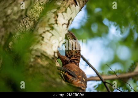 Un giovane monitor dell'acqua del Nilo che sale su un albero in Zambia Foto Stock