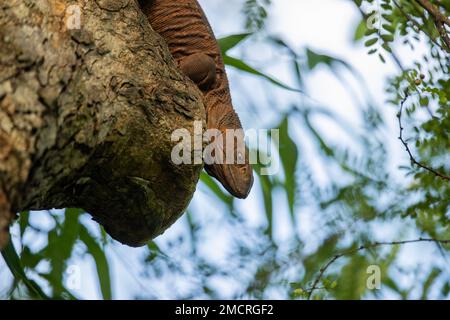 Un giovane monitor dell'acqua del Nilo che sale su un albero in Zambia Foto Stock