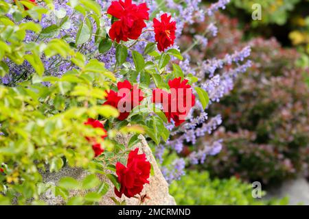 Un primo piano di fiori di rosa rossi che crescono sulla strada lungo altri fiori Foto Stock