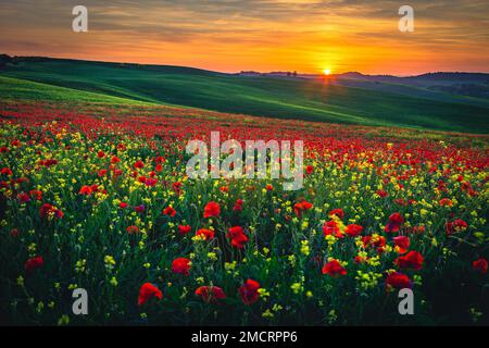 Incredibile paesaggio estivo con papaveri rossi e fiori colorati nei campi verdi. Prati fioriti e verdi colline al tramonto, Toscana, Italia, Europa Foto Stock