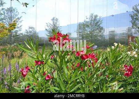 Padiglione Polacco Milano Expo 2015. Foglie di Phododendron con fiori rossi. Specchi alti, giganti e grandi come le pareti del giardino estendono la visione. Foto Stock