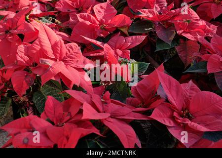 Poinsettia, Euphorbia pulcherrima. Málaga, Spagna. Foto Stock