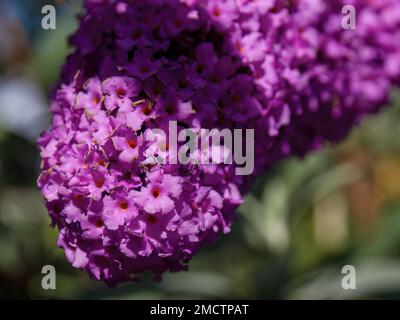 Macro fotografia dei piccoli fiori viola della macchia delle farfalle, catturati in un giardino vicino alla città coloniale di Villa de Leyva nella Colombia centrale. Foto Stock