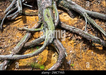 Ricurvo intrecciato radici parzialmente morte del pino che cresce sopra la superficie sabbiosa giallo arancio rosso sul pendio della foresta Foto Stock