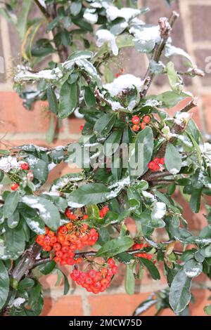 Red Berries (Pyracantha) con una copertura di neve nel Nord Cotswolds Hook Norton Oxfordshire Inghilterra uk. Foto Stock