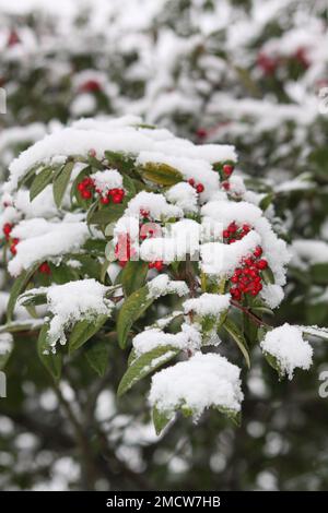 Red Berries (Pyracantha) con una copertura di neve nel Nord Cotswolds Hook Norton Oxfordshire Inghilterra uk. Foto Stock