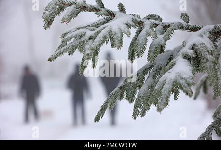 22 gennaio 2023, Sassonia-Anhalt, Wernigerode: Un ramo di abete innevato si trova su un sentiero lungo il quale camminano gli escursionisti. In gran parte del Harz ci sono state nevicate pesanti nella notte alla domenica. Il clima invernale ha attirato numerosi visitatori nella regione di Harz durante il fine settimana. Foto: Matthias Bein/dpa Foto Stock