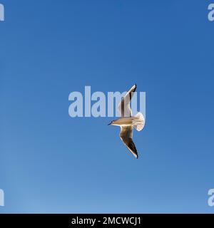 Testa nera Gull testa nera (Chromicocephalus ridibundus) che vola nel cielo blu, vista dal basso, Anadolu Kavagi, Istanbul, parte asiatica, Istanbul Foto Stock